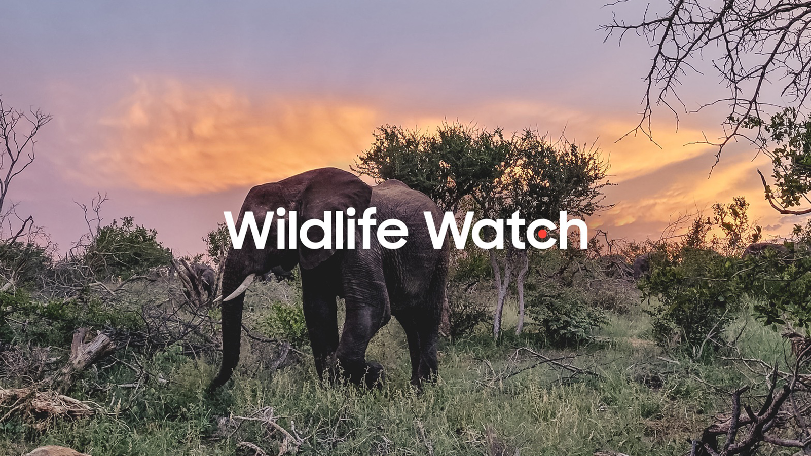 Wildlife Watch