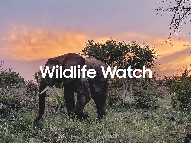Wildlife Watch