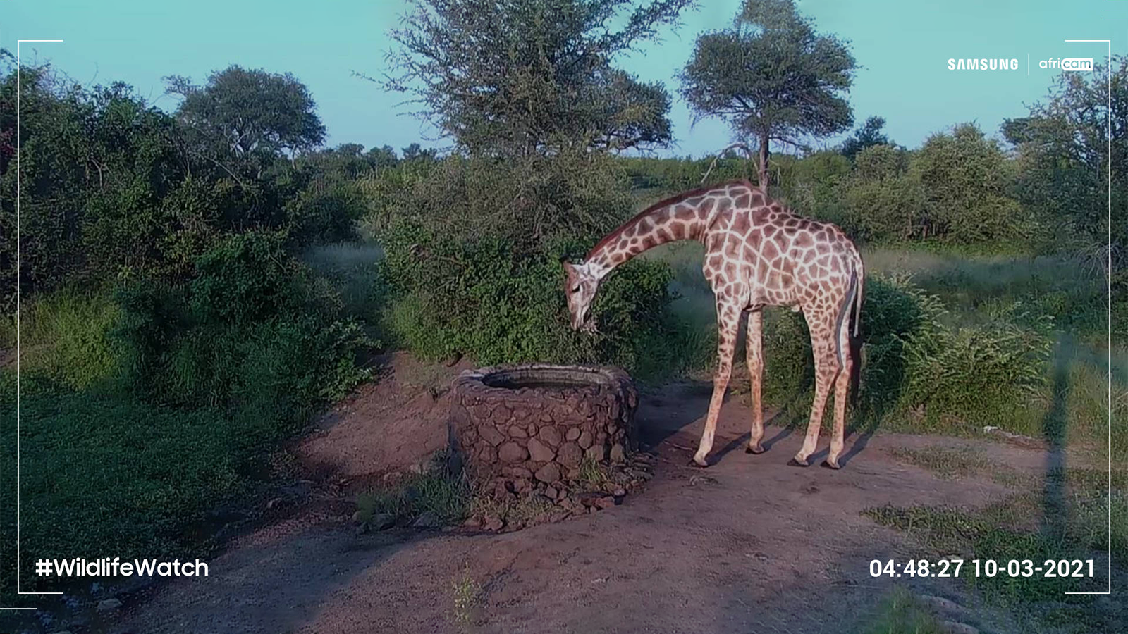 Wildlife Watch